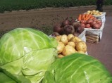 Отборные картошка, морковь, свекла, капуста и другие овощи от поставщика в Алтайском крае / Пенза