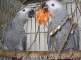 Жако и Амазоны птенцы выкормыши говорящие от заводчика / Пенза